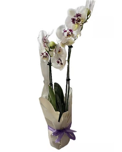 White Orchid In a Vase and Wrapped up Beautifully