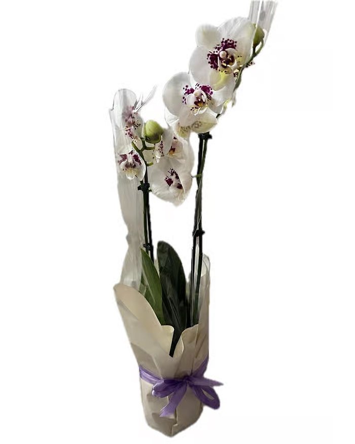 White Orchid In a Vase and Wrapped up Beautifully