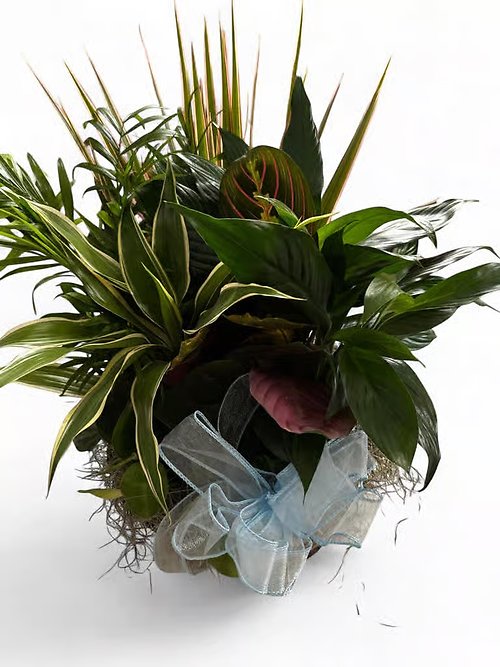 Combo Plant